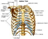 Anatomie: thorax,borstwand,ribben,costae,borst, mamma,pectoralis major,pectorals,axallaris,subcluvia,serratus,scapularis,sternum,scapula,aureola,nipple,tepel.